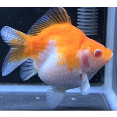 画像2: アルビノ赤目福だるま　当歳　約10 センチ #6