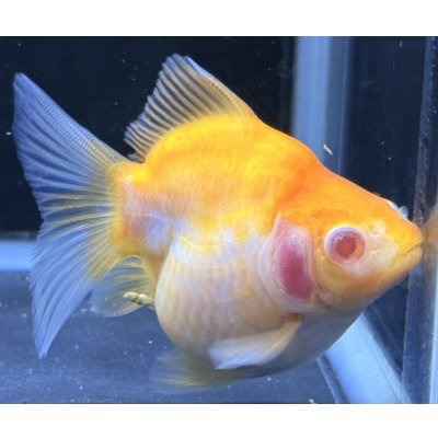 画像2: アルビノ赤目福だるま　当歳　約9センチ #5