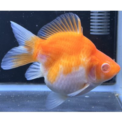 画像2: アルビノ赤目福だるま　当歳　約10センチ #3