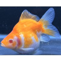 アルビノ赤目福だるま　当歳　約10センチ #3