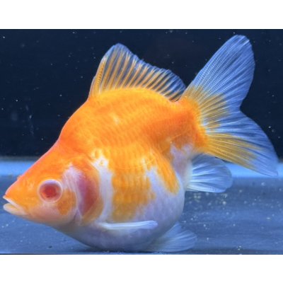 画像1: アルビノ赤目福だるま　当歳　約10センチ #3