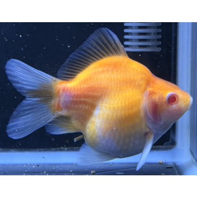 画像2: アルビノ赤目福だるま　当歳　約10センチ #4