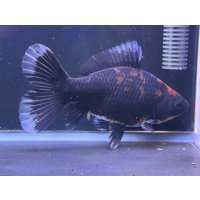 寿恵廣錦 　　当歳　　SSS血統　　約14センチ　＃102