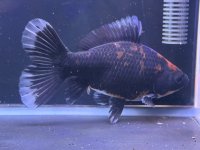 寿恵廣錦 　　当歳　　SSS血統　　約14センチ　＃102