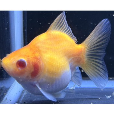 画像2: アルビノ赤目福だるま　当歳　約9センチ #2