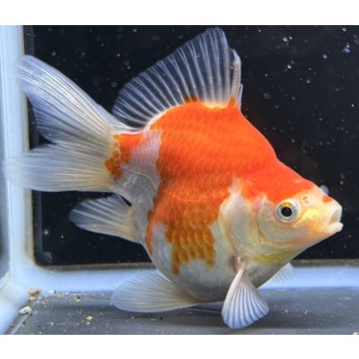 画像2: 宮島血統福だるま 短尾 　当歳約12センチ  ＃165