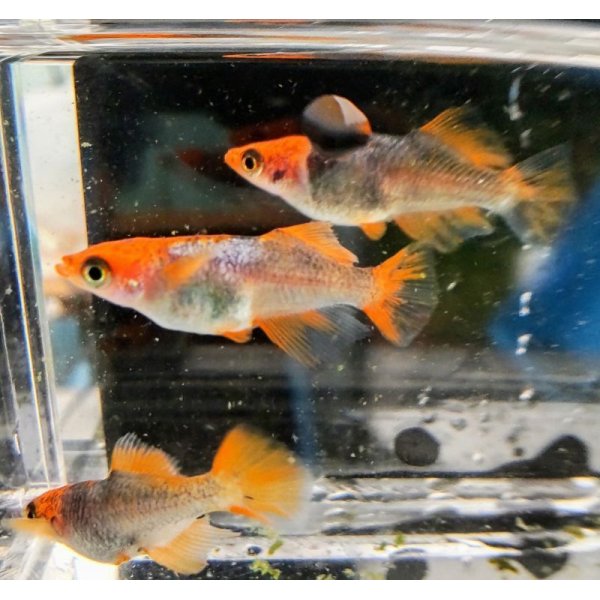 画像2: 紅乙女　若魚産卵可能サイズ　1匹 (2)