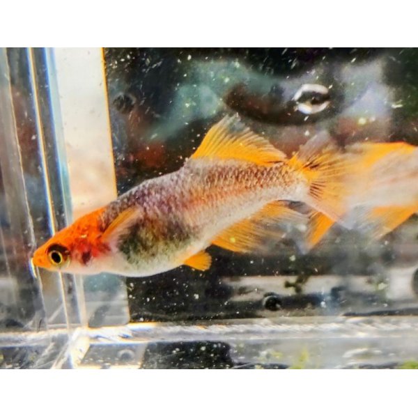 画像1: 紅乙女　若魚産卵可能サイズ　1匹 (1)
