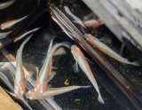 画像: アルビノミユキメダカ　若魚産卵可能サイズ　1匹