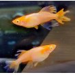画像1: 卑弥呼ヒカリ体型（アルビノ）　若魚産卵可能サイズ　１ペア (1)