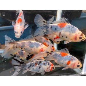 寿恵廣錦 - 小野金魚園販売ページ