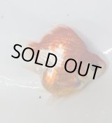 画像: 宮島血統福だるま 短尾 　明け2歳約9センチ  ＃125