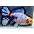 画像1: 寿恵廣錦 　　パステルカラー　SSS血統　明け2歳　約11センチ　＃4 (1)