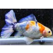 画像1: 寿恵廣錦 　　パステルカラー　SSS血統　明け2歳　約13センチ　＃3 (1)