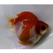 画像2: 宮島血統福だるま 短尾　明け2歳約9センチ  ＃148 (2)