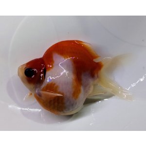 画像: 宮島血統福だるま 　明け2歳約10センチ  ＃147