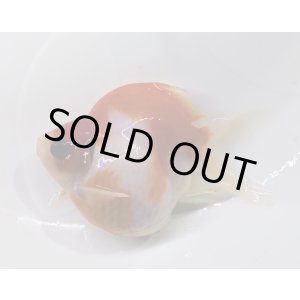 画像: 宮島血統福だるま 　明け2歳約10センチ  ＃147