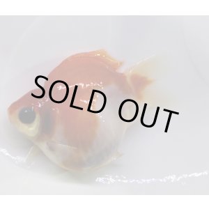 画像: 宮島血統福だるま 短尾　明け2歳約9センチ  ＃148