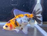 画像: 寿恵廣錦 　　パステルカラー　SSS血統　明け2歳　約10センチ　＃5
