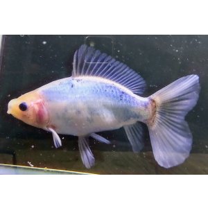画像: 寿恵廣錦 　　パステルカラー　SSS血統　明け2歳　約14センチ　＃9