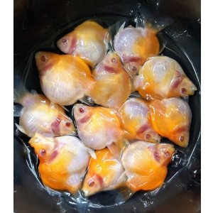 画像: アルビノ赤目福だるま　当歳　約6〜7センチ
