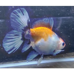 画像: 寿恵廣錦 　　パステルカラー　SSS血統　明け2歳　約15センチ　＃15