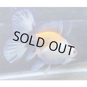 画像: 寿恵廣錦 　　パステルカラー　SSS血統　明け2歳　約15センチ　＃15