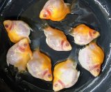 画像: アルビノ赤目福だるま　当歳　約４〜5センチ