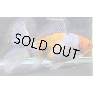 画像: 寿恵廣錦 　　パステルカラー　SSS血統　明け2歳　約15センチ　＃22