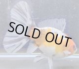 画像: 寿恵廣錦 　　パステルカラー　SSS血統　明け2歳　約15センチ　＃24