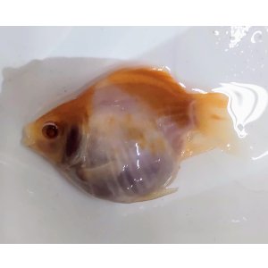 画像: アルビノ赤目福だるま　当歳　約8センチ #2