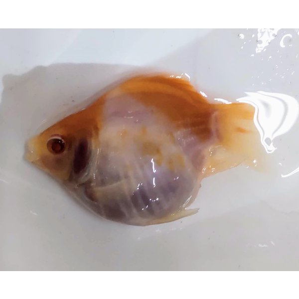 画像1: アルビノ赤目福だるま　当歳　約8センチ #2 (1)