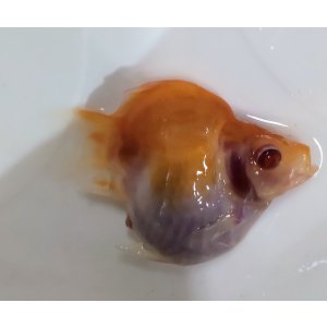 画像: アルビノ赤目福だるま　当歳　約7センチ #6