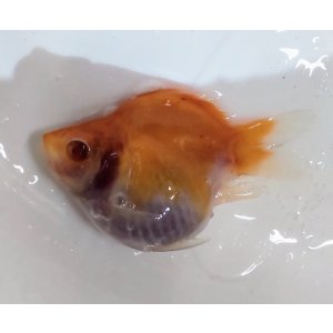 画像: アルビノ赤目福だるま　当歳　約7センチ #1