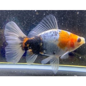 画像: 寿恵廣錦 　　明け2歳　　SSS血統　　約13センチ　＃32