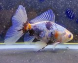 画像: 寿恵廣錦 　　明け2歳　　SSS血統　　約12センチ　＃33