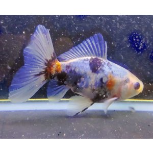 画像: 寿恵廣錦 　　明け2歳　　SSS血統　　約12センチ　＃33