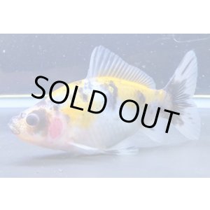 画像: 寿恵廣錦 　　極上当歳　　SSS血統　　約9センチ　＃40