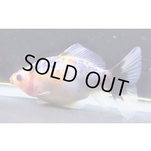 画像: 寿恵廣錦 　　極上当歳　　SSS血統　　約10センチ　＃39