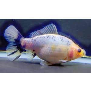 画像: 寿恵廣錦 　　極上当歳　　SSS血統　　約10センチ　＃43