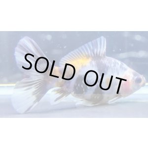 画像: 寿恵廣錦 　　極上当歳　墨3色　SSS血統　　約9センチ　＃37