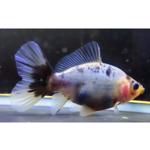 画像: 寿恵廣錦 　　極上当歳　　SSS血統　　約10センチ　＃38