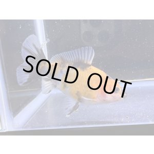 画像: 寿恵廣錦 　　当歳　　SSS血統　　約9センチ　＃44