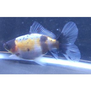 画像: 寿恵廣錦 　　当歳　パステルカラー　SSS血統　　約9センチ　＃45