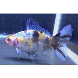 画像: 寿恵廣錦 　　当歳　パステルカラー　SSS血統　　約9センチ　＃46