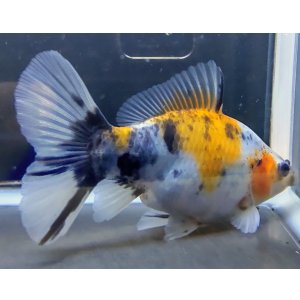 画像: 寿恵廣錦 　　当歳　パステルカラー　SSS血統　　約10センチ　＃50