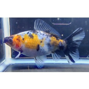 画像: 寿恵廣錦 　　当歳　パステルカラー　SSS血統　　約10センチ　＃49