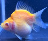 画像: アルビノ赤目福だるま　当歳　約9センチ #14