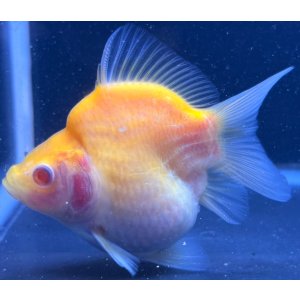 画像: アルビノ赤目福だるま　当歳　約9センチ #14