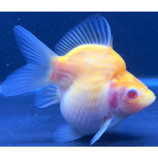 画像2: アルビノ赤目福だるま　当歳　約9センチ #14 (2)